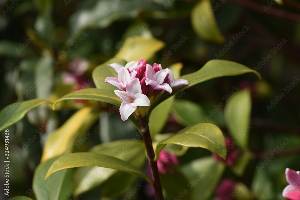 Winter daphne flowers / Winter daphne bloom strong aromatic flowers from February to March.