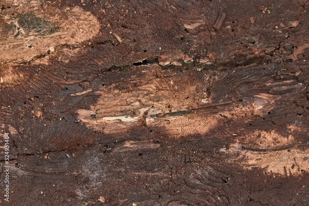 texture of tree bark decorated with patterns left over from the bark beetles texture of tree bark decorated with patterns left over from the bark beetles