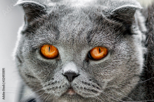 Cat Lilac coloured adult Scottish Fold orange eyes and forward-folded ears