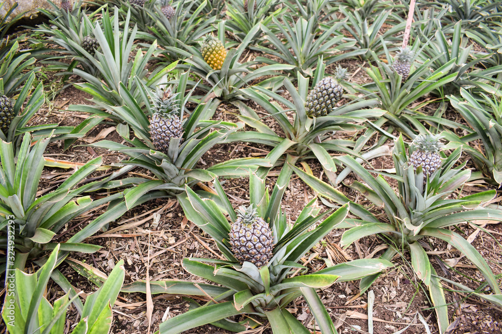 Obraz premium Pineapple plants in a greenhouse, agriculture, exotic fruits