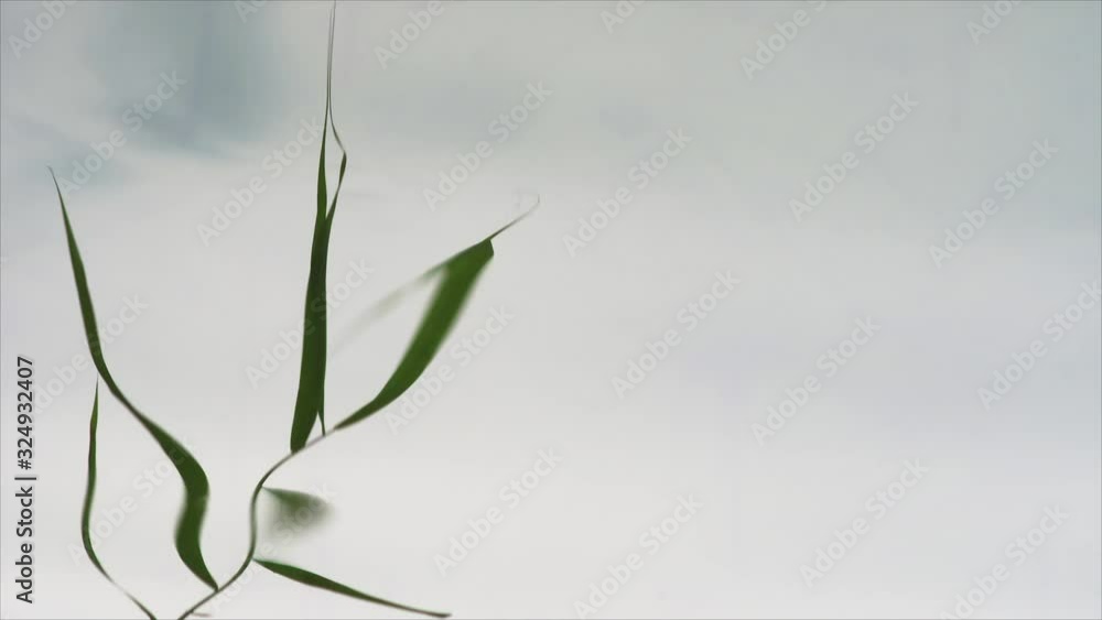 Reflected mirrored green reed leaves flowing on the rippling water surface of a quiet lake. Reflected mirrored green reed leaves flowing on the rippling water surface of a quiet lake.