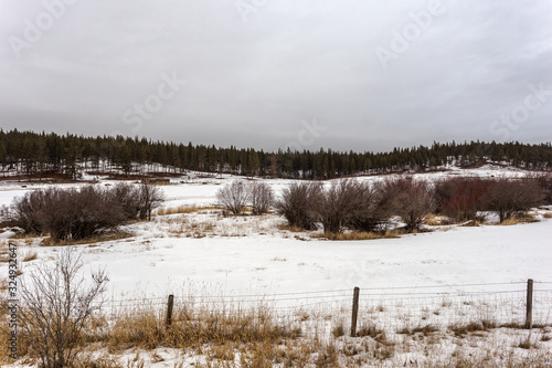 Various bare bushes in snowy field with thick treeline on cloudy day
