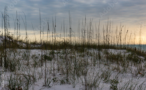 grasses on sand dune on the Florida Gulf Coast