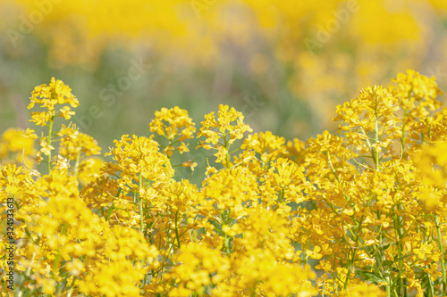 A fragment of a field of blooming rapeseed. Sea of yellow flowers. Close-up, selective focus. Picture for a joyful spring mood. Blooming mustard. Weed Barbaréa vulgáris.