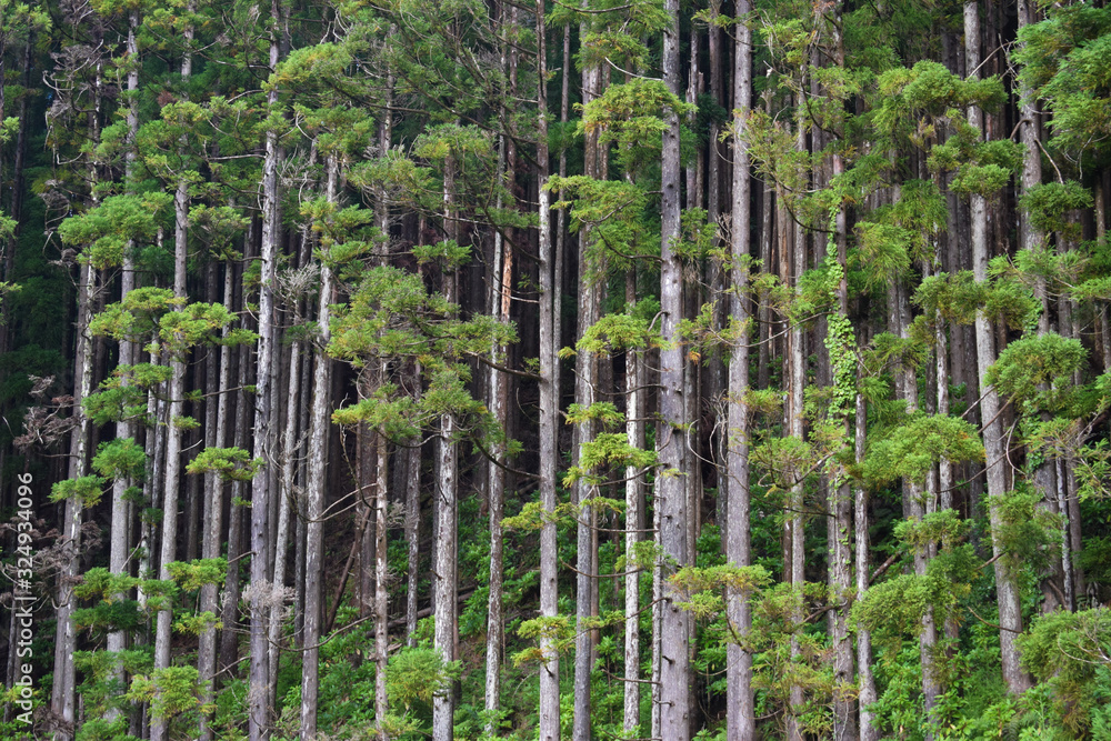 Fototapeta premium Pine woods in Portugal islands, Azorean forest