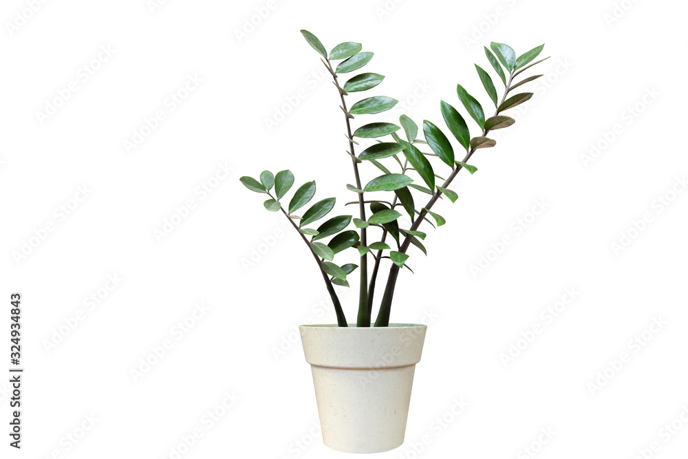 Fototapeta premium green plant in pot isolated on white