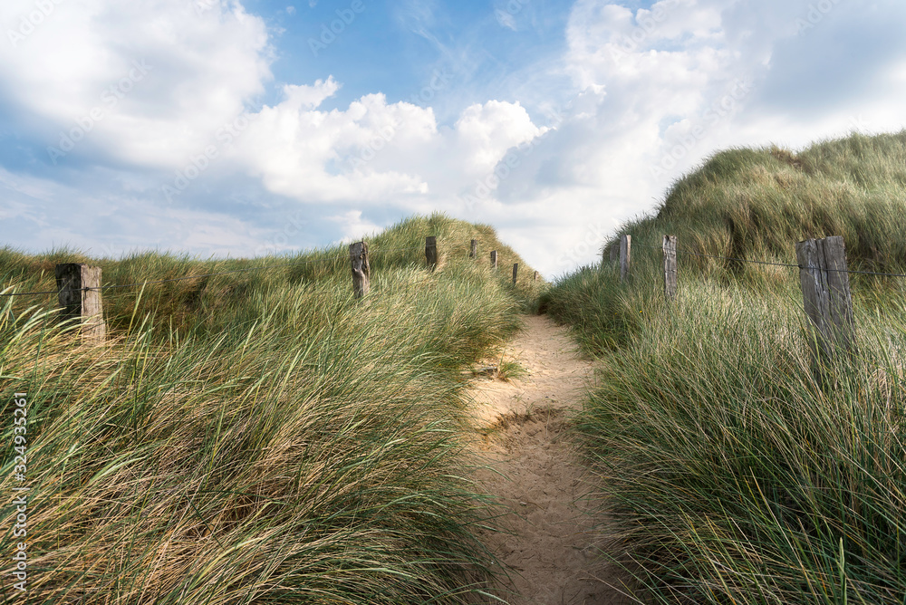 Fototapeta premium Alley through tall grass on a sandy dune on Sylt island