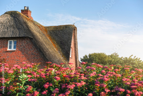 Carta da parati Thatched roof of a Scandinavian house with roses  on Sylt island