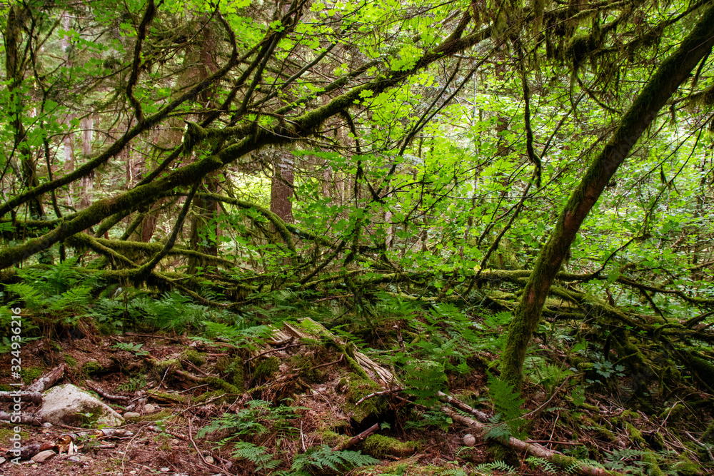Rainforest at the bottom of the mountain, Squamish, BC, Canada