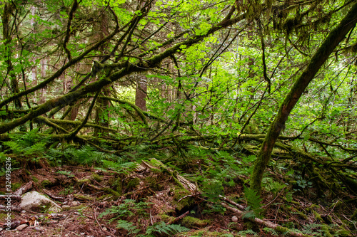 Rainforest at the bottom of the mountain, Squamish, BC, Canada © Ravi