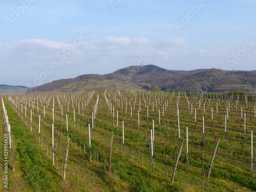 Winterliche Weinberge am Kaiserstuhl mit Blick zum Tuniberg