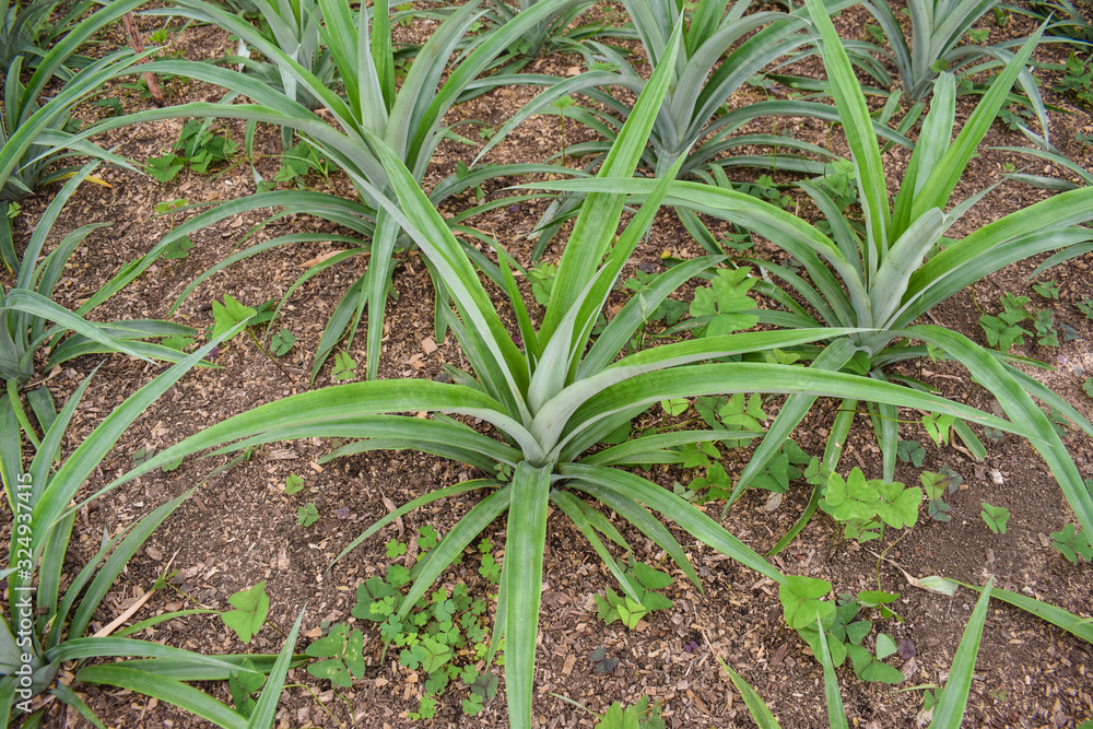 Pineapple plants in a greenhouse, agriculture, exotic fruits Pineapple plants in a greenhouse, agriculture, exotic fruits