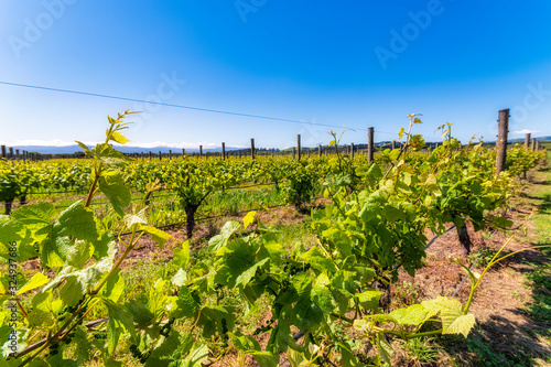 Vineyard, Martinborough Region, North Island, New Zealand photo