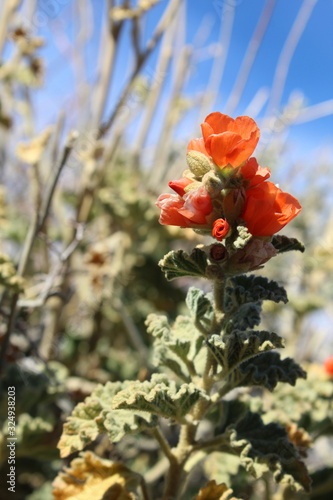 Boasting small orange blossoms as Winter in the Southern Mojave Desert begins to fade is Emorys Globemallow, Sphaeralcea Emoryi, a native in Joshua Tree National Park.