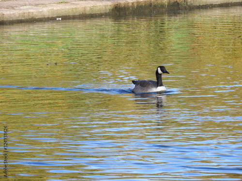 Canada Goose Swimming on Lake © Elaine