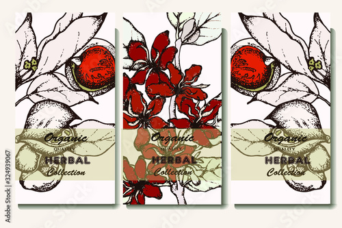 Coffee illustration. Hand drawn vector banner. Coffee beans, branch, flowers, teapot