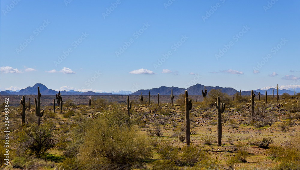 Arizona desert on mountains with saguaro cactus in landscape Arizona desert on mountains with saguaro cactus in landscape