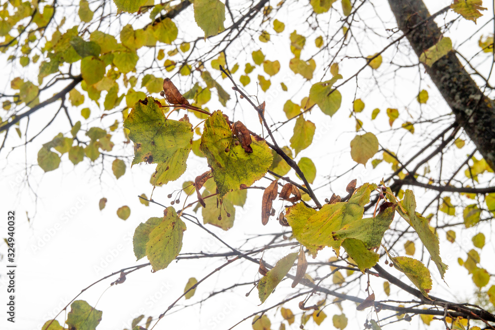 Yellow leaves of the Linden tree closeup. Autumn. Leaves fall. Background. Copy space. Yellow leaves of the Linden tree closeup. Autumn. Leaves fall. Background. Copy space.