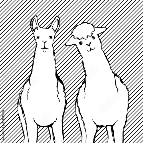 Cute sketch of llama and alpaca on striped background