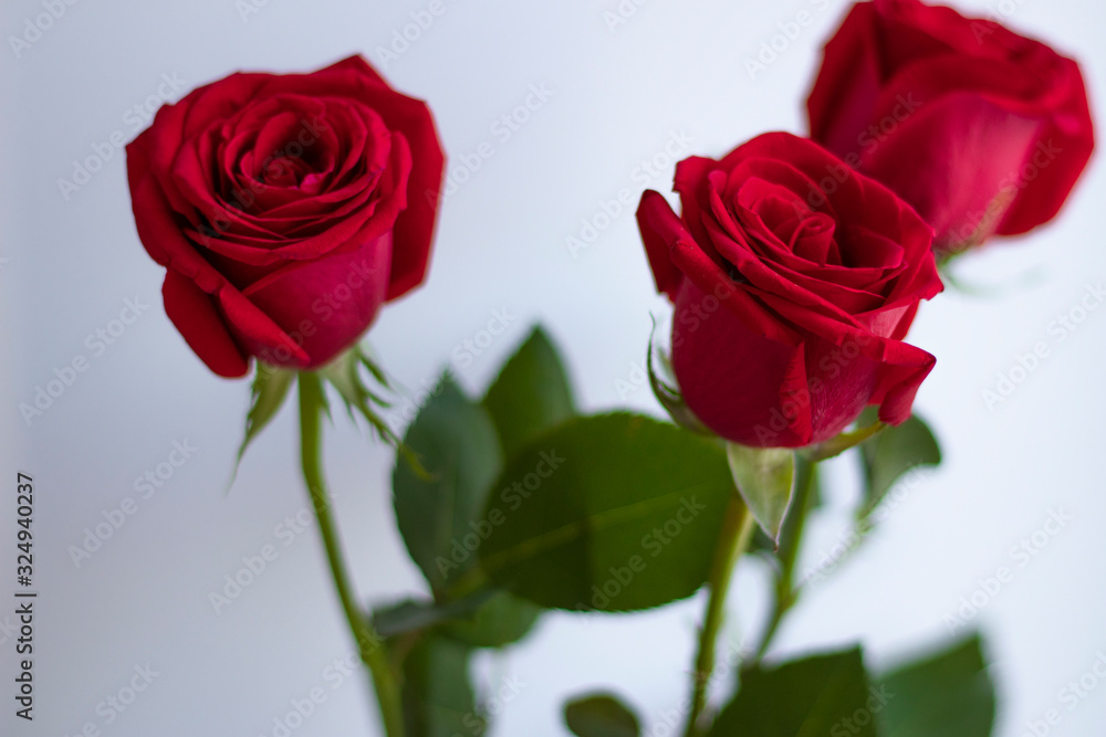 Three red roses on a white background. Congratulations on Women's Day. Three red roses on a white background. Congratulations on Women's Day.