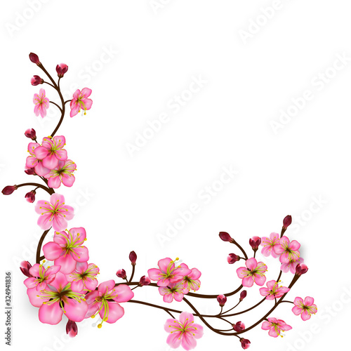 Corner pattern of sakura branches with flowers and buds. Detailed Cherry blossoms. Spring Tree branches with realistic pink inflorescences. Isolated on white background