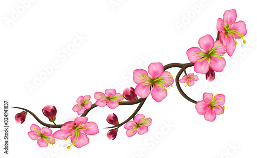 Sakura detailed branch of cherry blossoms. A curved stem with delicate flowers and buds isolated on white background.