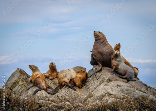 Sea Lions looking majestic on a rock in the straits of Kodiak