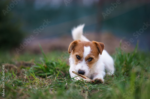 The puppy eats a bone outside. Dog Jack Russell Terrier.