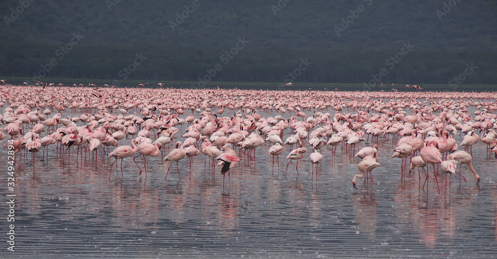 Naklejka premium pink flamingos in the lake