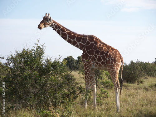 Canvas Print giraffe
