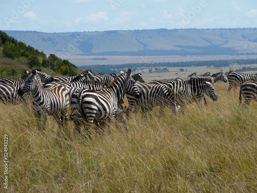 zebras in africa