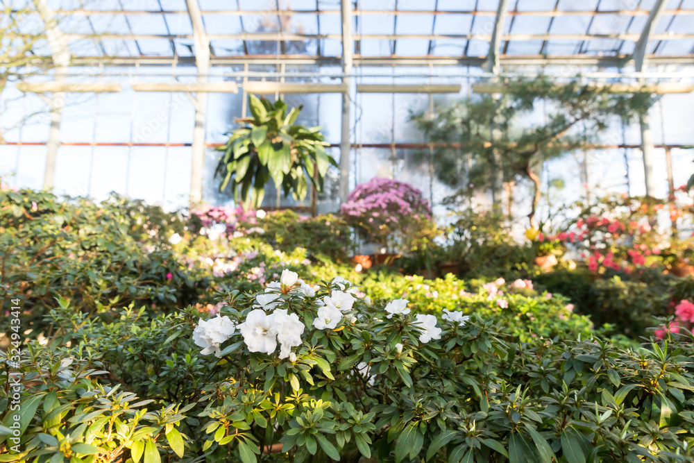 Blooming colourful Azaleas and tropical plants in old greenhouse/hothouse of St. Petersburg Botanical Garden in sunny day. Flowering Rhododendrons. Springtime concept