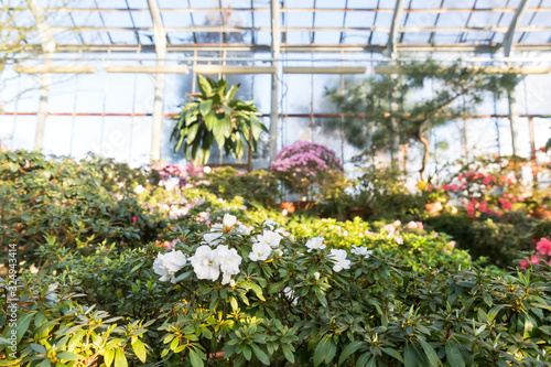 Blooming colourful Azaleas and tropical plants in old greenhouse hothouse of St. Petersburg Botanical Garden in sunny day. Flowering Rhododendrons. Springtime concept