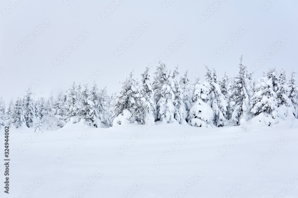 winter mountain landscape - snowy forest winter mountain landscape - snowy forest