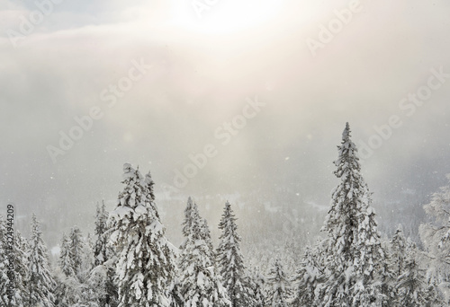 alpine winter snowy forest in a snow cloud pierced by sunlight © Evgeny