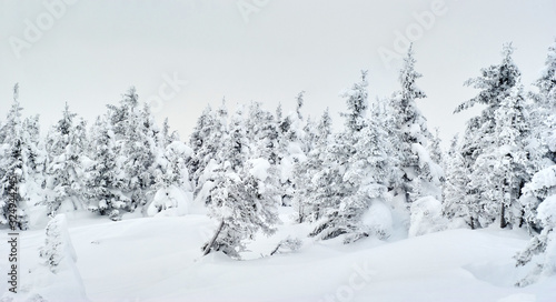 winter mountain landscape - snowy crooked forest © Evgeny