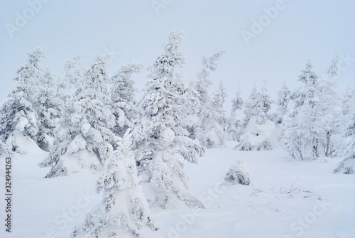winter mountain landscape - snowy crooked forest