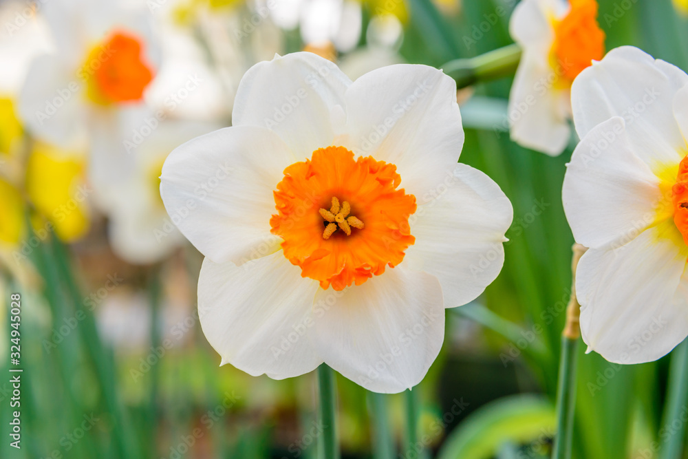 Obraz premium Daffodils in the park