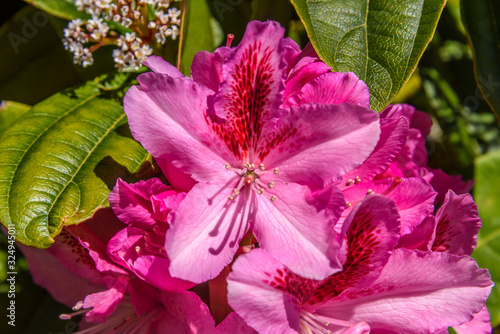 Beautiful Rhododendron flowers.