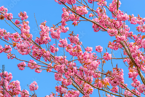 Cherry blossom, sakura flowers.