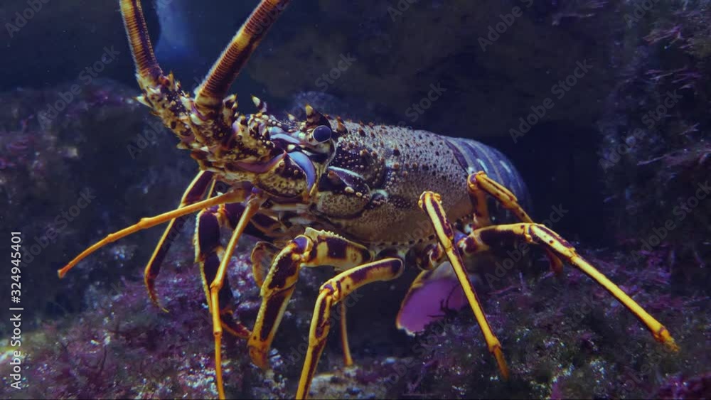 Close up of lobster from the side in front of a cave. Close up of lobster from the side in front of a cave.