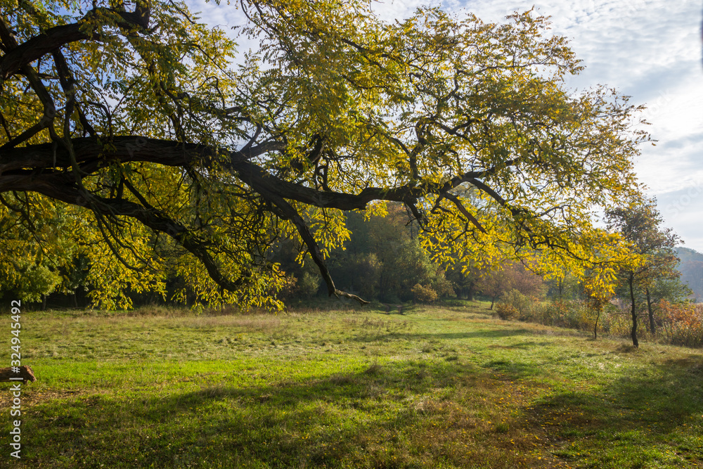lonely tree in the field at sunrise lonely tree in the field at sunrise