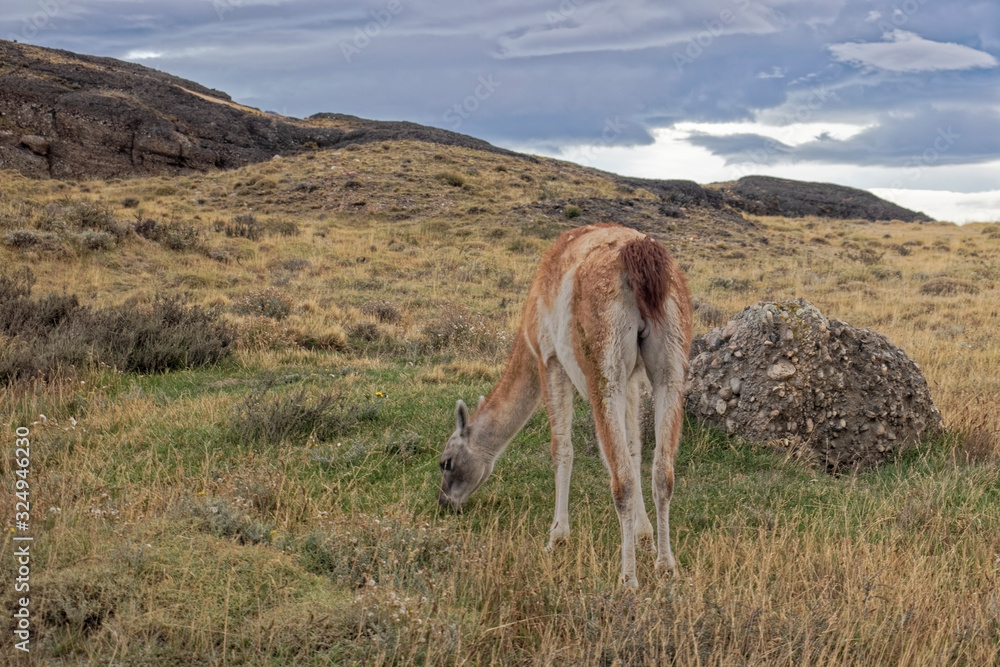 Fototapeta premium Chile – llamas in the mountains.