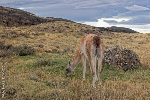 Chile     llamas in the mountains.