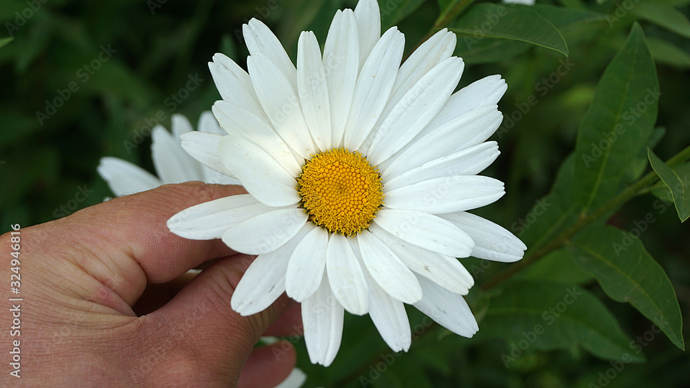 daisy in hand,daisy in the garden daisy in hand,daisy in the garden
