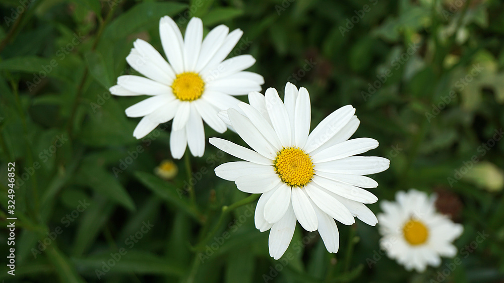 Fototapeta premium daisy in the garden