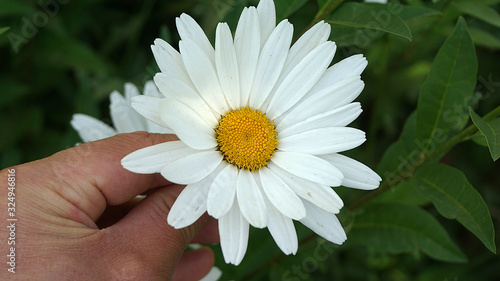 daisy in hand daisy in the garden