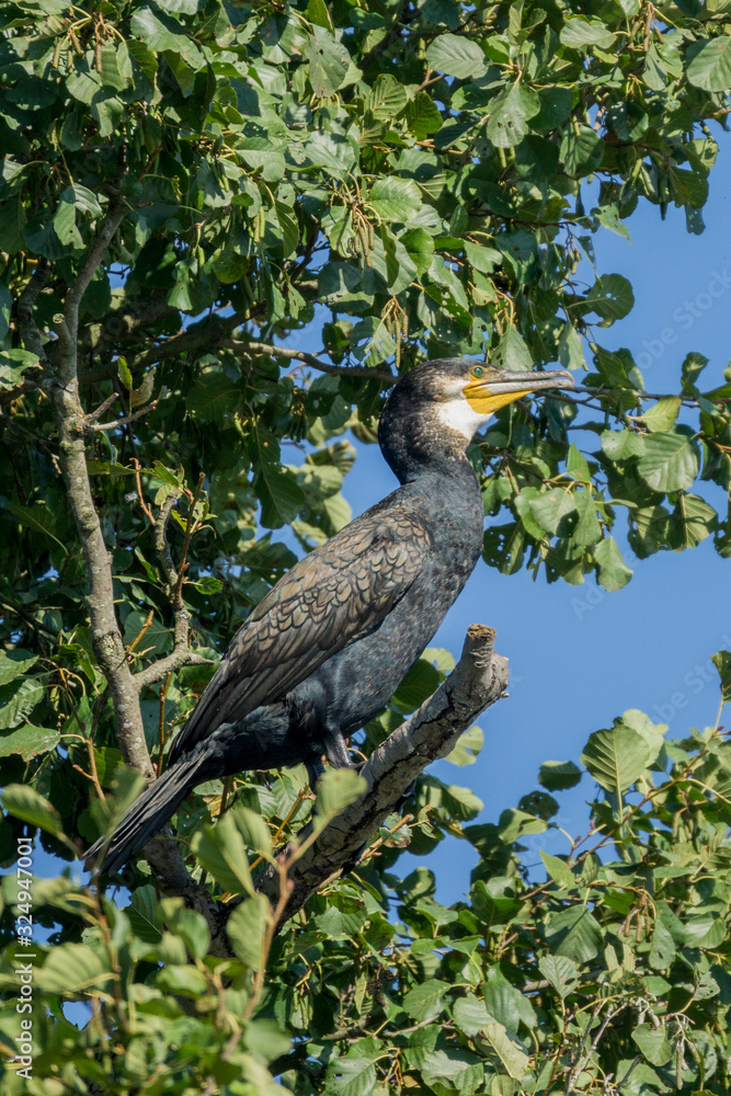 Fototapeta premium The great cormorant sitting on alder tree