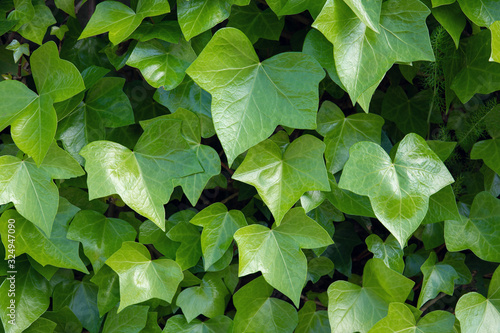 Bright green ivy background.Hedera helix photo
