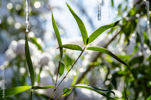 Graceful icicles melt in the sun against blurry background of evergreen bamboo leaves Phyllostachys aureosulcata with last snow. Theme of early spring and nature.